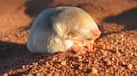 Blind golden mole that swims through sand rediscovered 87 years after ‘extinction’