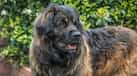 This groundbreaking new drug is all set to increase life span of large dogs